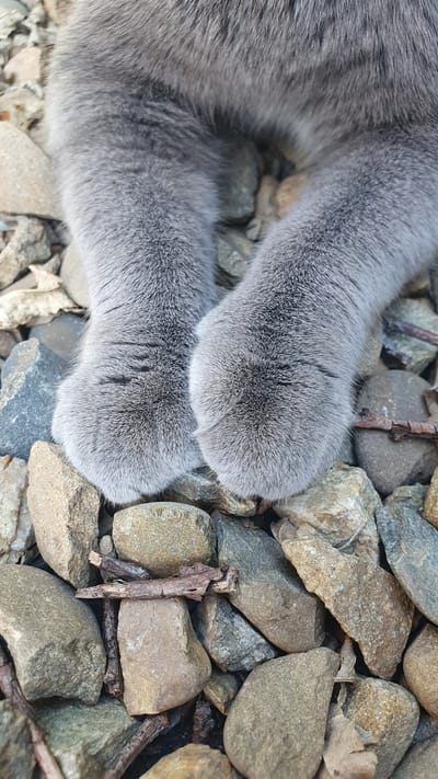 A close-up shot shows a pair of grey cat paws resting on a bed of stones and twigs. The cat's fur is soft and fluffy, with individual hairs visible. The paws are rounded and appear to be relaxed. The stones are various sizes and colors, ranging from light brown to dark grey, and are scattered amongst dry twigs and small pieces of wood. The environment appears to be outdoors, possibly in a garden or natural setting, with the stones suggesting an area with loose ground cover. There is no indication of a specific location within the city of Ust-Labinsk, Russia.