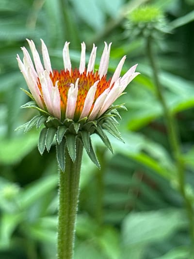 The image shows a close-up, side view of a partially opened flower with delicate, pale pink petals tinged with orange at their base. The petals radiate outwards from a central cone of tightly packed, spiky florets in shades of orange and yellow. Green, pointed sepals curve around the base of the flower head, giving it a somewhat spiky appearance. The stem is thick, green, and covered in fine hairs. The background is a blur of lush green foliage, suggesting an outdoor, natural setting, possibly a garden or meadow. The lighting is soft, hinting at daylight, and there are no visible cues to time of day or weather. No people or text are present. The scene is peaceful and focuses entirely on the intricate details of the flower's bloom.