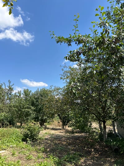 The image depicts a sun-drenched orchard in Zaboizkiy, Russia, under a clear blue sky dotted with white clouds. A large plum tree, laden with ripe purple plums, dominates the right side of the frame, its branches reaching towards the sky. In the background, more trees form a dense green canopy, with their foliage creating dappled shadows on the dry, dusty ground. Wild grasses and smaller bushes grow in patches throughout the orchard. The scene suggests a late summer harvest or the lead-up to one, with the abundance of fruit hinting at a productive season. There are no people present in the image, and the environment is natural and rural, with hints of a brick structure on the far right.