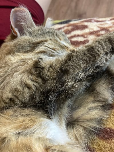 The image is a close-up shot of a tabby cat sleeping on a blanket with a pattern of brown and white. The cat's fur is a mix of brown, black, and white. Its right ear is visible, and its face is partially covered by its paw. The blanket appears to be made of a soft material. The background is blurred, showing a hint of a wooden surface and a dark red fabric. The scene is indoors. The image does not contain any information that would allow for its location to be specified in Nadezhdino, Russia.