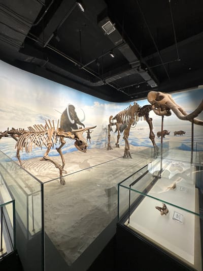 Dinosaur skeletons, including a Triceratops, are displayed in a museum setting. The skeletons are set against a backdrop of a desert landscape with a painted sky. Glass cases enclose the exhibits. The museum features black ceilings with visible ductwork and lighting fixtures.