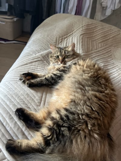 A fluffy brown and black tabby cat is lying on its back on a quilted beige blanket. The cat is in the foreground, filling most of the frame. Its eyes are green and it is looking towards the camera. The cat's paws are extended and its claws are visible on its front paws. The background is blurred but appears to be a room with clothes hanging in the distance and a basket to the left. The image appears to have been taken indoors. The specific location in Asipovichy, Belarus is not discernible from the image.