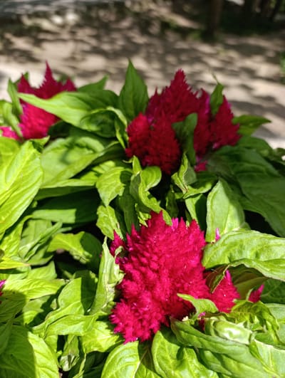 A close-up, eye-level shot captures a cluster of vibrant red celosia flowers, also known as cockscomb, interspersed with lush green foliage. The flowers, with their feathery, textured petals, dominate the foreground. The leaves are broad and veined, catching the sunlight and casting dappled shadows, suggesting an outdoor setting. The background is softly blurred, with hints of dappled sunlight on what appears to be a pathway or ground. This image was taken in the vicinity of the Spa Park in Konstancin-Jeziorna, Poland, where such ornamental plants are commonly cultivated.