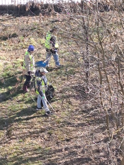 The image depicts three individuals on a sloped, vegetated embankment, presumably in Yegoryevsk, Russia, though the specific location within the city is not discernible. The scene is illuminated by natural sunlight, casting shadows.

Three adults are visible. All three wear high-visibility yellow or lime green vests over their clothing, suggesting a work or volunteer activity.
*   The individual on the left wears a blue knit cap, a light-colored jacket, dark pants, and dark reddish-brown boots, and is positioned facing generally right, looking downwards.
*   The individual in the center-background wears a high-visibility vest, blue jeans, and light-colored shoes, and appears to be handling a blue object, possibly a bag or tarp.
*   The individual in the right-foreground wears a light-colored cap, a dark jacket, light-colored pants, and dark shoes. This person is holding a long, pole-like tool, consistent with a litter picker or rake, and has a dark bag, possibly for waste collection, nearby.

The ground is covered with a mixture of sparse green grass, dry brown leaves, and numerous fallen twigs and bare branches. To the right and extending through the middle of the frame, a dense growth of leafless deciduous branches and small trees is present, obscuring parts of the background. The terrain appears uneven and slopes upwards from the right foreground towards the upper left. The overall activity suggests a cleanup or maintenance operation.