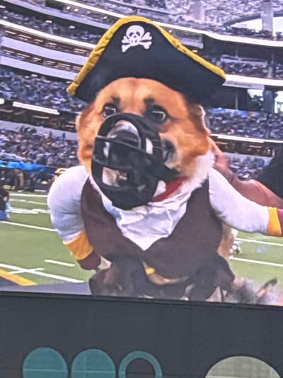A medium shot depicts a dog dressed as a pirate wearing a football helmet. The dog has brown fur and is wearing a black pirate hat with a white skull and crossbones emblem. It also has a black football helmet on its head. The dog appears to be sitting or lying down. In the background, there are stadium seats and the edge of a football field. The image is slightly blurry, as if captured from a television screen.