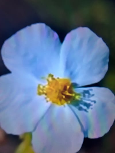 The image is a close-up, slightly blurry photograph of a light blue flower with a yellow center. The flower has five petals and prominent stamens. The background is dark and out of focus, with hints of green suggesting foliage. The image appears to be digitally captured, with visible pixelation. There are no people, objects, or actions visible in the frame, and no specific location in Çiğli, Turkey can be identified from the image itself.