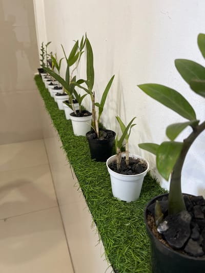 A still life photograph shows a row of small potted plants arranged on a shelf covered with artificial grass. The plants, in white and black pots, are mostly young orchids with green leaves. One larger plant, possibly a ZZ plant, is in the foreground on the right. The background consists of a white wall and a tiled floor. The scene is indoors and appears to be well-lit. The location is identified as Desa Tambakreja, Indonesia. There are no people or animals present in the image.