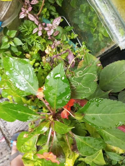 A vibrant collection of various plants fills the frame. Lush green leaves dominate, some bearing traces of leaf miners. Scattered among them are bright orange impatiens flowers. To the left, smaller plants with rounded leaves cluster, while above, a polka dot plant adds a splash of pink. The plants seem potted, positioned near a glass surface, suggesting an indoor or sheltered outdoor setting.
