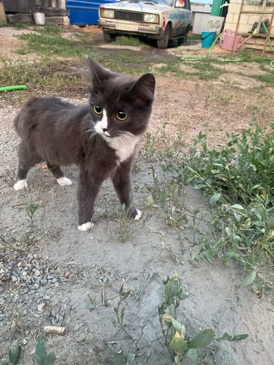 The media file shows a medium shot of a grey and white cat looking up at the camera. The cat is in an outdoor setting, with dirt and gravel on the ground, and some green foliage in the background. The cat has bright yellow eyes and white paws. There is a portion of a light-colored car visible on the left side of the image, with some text on its side. The car appears to be parked. In the background, there is a structure that looks like a shed or outbuilding, with some colorful buckets and gardening tools. The overall scene suggests a rural or backyard environment. The lighting indicates it is daytime, possibly late afternoon given the shadows. The cat appears alert and curious. No specific activity or event is clearly depicted, other than the cat being in the environment.