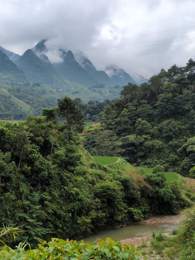 The image depicts a lush, green mountainous landscape under a cloudy sky, likely in Bạch Đích Commune, Vietnam. The foreground features dense, vibrant green foliage and a shallow, rocky riverbed with a calm, greenish-brown river flowing through it. Behind the river, the terrain rises sharply, covered in thick forests of various shades of green, with some patches of lighter green suggesting terraced fields or smaller clearings. In the mid-ground, a tall, dark green pine tree stands out amidst the deciduous trees. Further back, more terraced hillsides are visible, interspersed with vegetation and hints of human settlement, with houses or structures appearing small and distant. The background is dominated by mist-shrouded, steep, conical mountains that rise into the overcast sky. Power lines are visible stretching across the upper portion of the image, adding a man-made element to the natural scene. The overall impression is one of a remote, verdant, and somewhat dramatic natural environment. There are no people visible in the image.