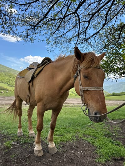 A saddled, light-brown horse stands on a grassy path in Teghut, Armenia. A tree branch and a blue sky with clouds are visible overhead. In the background are mountains. The horse is wearing a bridle and saddle.