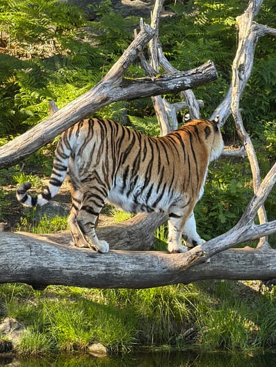 An adult tiger walks from left to right across a large, weathered horizontal log. The tiger exhibits orange fur with distinct black stripes, white underparts, and a black-and-white striped tail curled upwards. Its head is turned towards the right. Numerous bare, gnarled tree branches crisscross vertically and diagonally around the tiger and in the background. The background consists of dense green foliage, primarily ferns. Below the main log, in the foreground, bright green grass meets a calm body of water, reflecting light and vegetation. Strong natural sunlight illuminates the scene from the upper left, creating bright highlights on the tiger's fur, the logs, and the vegetation, along with distinct shadows. No individuals are visible. The scene is consistent with a tiger habitat, likely located within the Kristiansand Zoo and Amusement Park in Kristiansand, Norway.