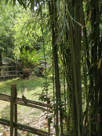 The image depicts a dense bamboo forest with a central pathway. The bamboo stalks are dominant, forming a natural canopy with their long, slender leaves. Sunlight filters through the leaves, creating a dappled effect on the ground and highlighting the vibrant green foliage.
In the middle of the scene, a pathway is visible, bordered by a rustic fence made of bamboo. To the right of the pathway, a cycad plant stands out with its characteristic palm-like fronds. The ground is covered in grass and dry leaves, suggesting a natural, uncultivated environment.
The overall impression is one of tranquility and natural beauty. The time of day appears to be daytime, with bright sunlight. The location is likely a tropical or subtropical region, given the presence of bamboo and cycads. No people or text are visible in the image.