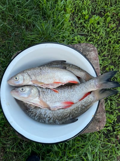 A white enamel bowl filled with four freshly caught fish rests on a rustic wooden surface. The bowl is positioned outdoors, surrounded by lush green grass and soil. The fish appear to be of a similar size and species, with silvery scales and red fins. The lighting suggests it is daytime. The location is identified as Верхнее Казачье, Russia.