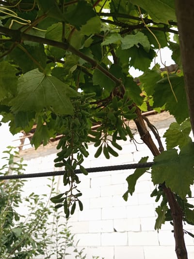 A close-up, eye-level shot shows a cluster of unripe green grapes hanging from a vine. The grapes are elongated and have a smooth, waxy texture. They are arranged in small bunches on thin stems, with a few individual grapes detached. The vine's leaves are large, green, and deeply lobed, some obscuring the view of the grapes. A thick, dark brown branch of the vine runs diagonally across the frame. In the background, a white brick wall with visible mortar lines and a dark, textured cable are visible. The overall lighting suggests it is daytime, with the sky appearing bright and washed out. The scene is likely outdoors, possibly in a garden or vineyard in the vicinity of Жаны-Кыштак, Kyrgyzstan, given the architectural style of the wall and the presence of what appears to be a local plant species in the lower left. No people are present in the image.