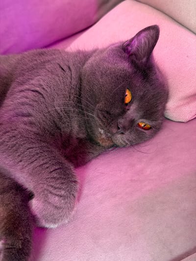 A grey cat with bright orange eyes lies on a pink cushioned surface, likely a sofa or bed, bathed in purple light. The cat is positioned on its side, with its head resting on a pillow or cushion. Its fur is short and appears dense. The background is soft and out of focus, dominated by the pink and purple hues. The image is taken from a close-up perspective, focusing on the cat's face and upper body. There is no information about the city of Tsiolkovsky, Russia in this image.