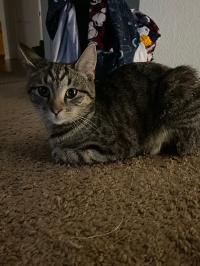 A tabby cat is lying down on a brown carpet. The cat is looking at the camera with its head slightly tilted to the left. The cat has green eyes and a black and grey striped coat. In the background, there is a pile of clothes with Mickey Mouse characters on them, and a white wall. The scene appears to be indoors, likely in a residential setting. There is no information available to determine the specific location in Elizabeth City, United States.