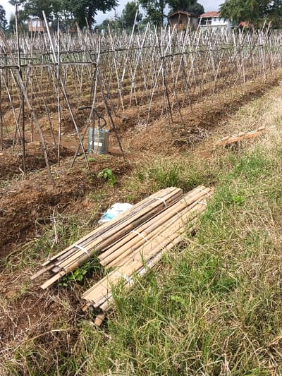 The image depicts an agricultural field in Nam Sa Lat, Myanmar, under natural daylight conditions. The foreground consists of dry and green grass, with a visible patch of disturbed brown soil to the left. Resting on the grass in the lower left are two bundles of light-colored wooden or bamboo poles, each secured with white strapping. A partially obscured blue plastic bag is visible near these bundles.
The mid-ground is dominated by a field prepared for cultivation, characterized by numerous vertical wooden or bamboo stakes arranged in rows, supporting horizontal cross-members, forming trellises. These stakes are set into brown, tilled earth with sparse, dried vegetation. Positioned centrally within these stakes is a silver-colored cylindrical object, likely a sprayer or pump, featuring a yellow handle and a black hose extending from its top. A small patch of green foliage is visible near the base of this object.
In the background, beyond the cultivated field, a line of mature trees is visible. Several structures are also present: a wooden building with an elevated foundation is visible through the trees on the left, and a larger, white building with a red roof is partially visible through the trees on the right. No individuals are present in the scene.