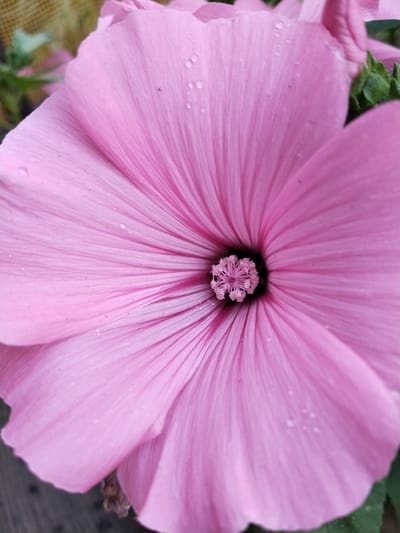 A close-up, overhead shot showcases the center of a vibrant pink flower with delicate, ribbed petals. Small water droplets are visible on the petals, suggesting recent rain or dew. The flower's stamen, a cluster of fine, pink filaments, is prominent in the dark center. In the background, out of focus, are hints of green foliage and what appears to be a textured, possibly wooden or woven, surface. The image was captured in the city of Зелёное, Russia.