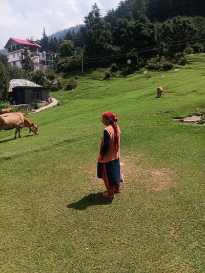 A woman wearing a red headscarf and a patterned orange sweater over a dark blue dress stands in a green, grassy field. She is facing to the left, looking down towards the ground. In the background, two brown cows graze on the lawn. To the left, a small, dark-colored house with a gray tiled roof is visible. Further up the hill, a multi-story building with a red roof and white and pink walls stands among trees. The environment is a rural hillside with lush green grass and dense evergreen trees covering the upper slopes. Power lines are visible strung across the background.