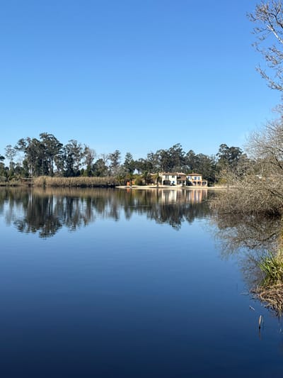 This image depicts a serene waterscape in Mira, Portugal, under a clear, bright blue sky. The lower two-thirds of the frame are occupied by a calm body of water, likely a lake or lagoon, which exhibits a deep blue hue and acts as a reflective surface. The water mirrors the sky and the landscape on the opposite bank with high fidelity.

The far bank is characterized by a dense line of vegetation, predominantly tall, slender evergreen trees (possibly eucalyptus), with some sections of bare deciduous trees and tall, dried reeds. On the right side of the far bank, a multi-story building is visible. This structure features light-colored walls (beige/off-white), a red-tiled roof, and multiple windows fitted with closed blue shutters. Several palm trees are positioned immediately in front of and around the building. To the far left on the distant bank, a small wooden pier or dock extends briefly into the water from the vegetated shoreline.

The foreground on the immediate right includes a section of bare tree branches and some green riparian vegetation emerging from the water. The sky, occupying the upper third of the image, is uniformly clear and bright blue, devoid of clouds. No human figures, animals, or active objects are present in the scene, which appears bathed in direct daylight.