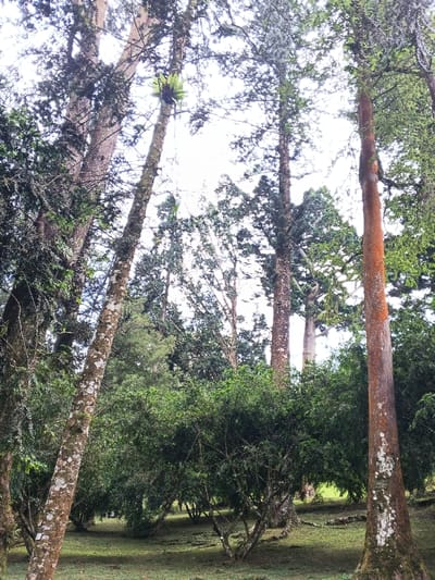 The image captures a serene, upward-looking view within a dense forest or wooded area, likely a botanical garden or park in Leuro, Timor-Leste.
The scene is dominated by tall, slender tree trunks and their lush green canopies against a bright, overcast sky. In the foreground and midground, a layer of dense, verdant bushes and shrubs forms a natural barrier, while the ground beneath is covered with grass and some fallen leaves.
On the left side, a prominent tree trunk with bark textured by white lichen and moss stands tall. High on this trunk, a large, dark green epiphyte, resembling a bird's nest fern, is visible. Near the base of this tree, a small, unreadable white rectangular label is attached. On the right, another significant tree features distinctive reddish-orange bark, also interspersed with white lichen patches. A similar small, unreadable white label is affixed to its trunk. Numerous other trees, varying in bark color and texture, extend upwards, creating a thick canopy that allows diffused natural light to filter through, suggesting either a cloudy day or deep shade.
No human activity or specific event is taking place, creating a peaceful and quiet atmosphere. The presence of identification labels on the tree trunks indicates a managed natural environment. The diffused light and dense foliage point to a tropical or subtropical setting.