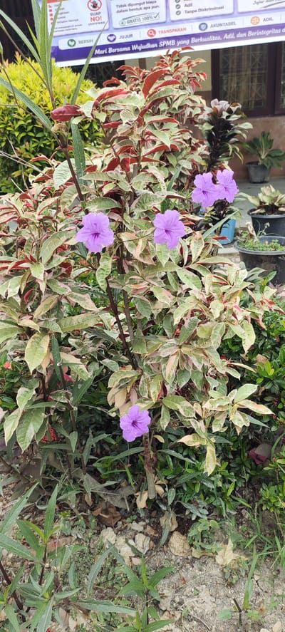 The image depicts a close-up view of a flowering plant with variegated leaves, predominantly green and cream with streaks of red. Several vibrant purple flowers are in bloom on the plant. The plant is situated outdoors in what appears to be a garden or park setting. In the background, there is a wall and some potted plants, suggesting an urban environment. A banner with text in Indonesian, including words like "SPMB," "Berkualitas," "Adil," and "Berintegritas," is visible in the upper portion of the image. The ground is covered with soil, small stones, and dried leaves. The lighting suggests it is daytime. The scene is a static, unposed arrangement of flora and signage, offering no indication of human activity or specific events. The location is identified as Langnibong, Indonesia.