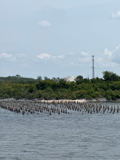 The image shows a body of water in front of a densely wooded island. In the foreground, the water is a deep blue-gray with small ripples. Numerous wooden pilings protrude from the water in a curved formation, creating a barrier or breakwater. Some of these pilings have birds perched on them.
The island in the background is covered in lush green trees and vegetation. Along the shoreline, there is a sandy beach and rocky areas. On the island, a large, white, cylindrical building with a flat top is visible, likely a storage tank or industrial facility. To the right of the building, a tall, lattice-style cell tower stands against a pale blue sky with scattered white clouds. The overall scene depicts a coastal or estuarine environment. The location is the Brunswick, Georgia area, near the South River.