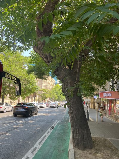 The image depicts a street scene in Baku City, Azerbaijan. The perspective is from a low angle, looking down a street lined with trees and buildings. A large tree with a rough, textured trunk dominates the foreground, its branches and green leaves partially obscuring the view of the street and sidewalk.

The street is paved and has multiple lanes with white and green markings indicating traffic lanes and a bike lane or pedestrian area. Several cars are visible on the road, including a black SUV in the left lane and other vehicles further down the street, appearing to be in traffic.

On the right side of the street, there is a sidewalk made of light-colored paving stones. A woman is walking on the sidewalk, wearing a light-colored patterned dress and sunglasses, carrying a green handbag. She is walking away from the camera towards the background. Behind her, storefronts are visible, with one prominent sign in red that reads "QAC ÇİÇƏYİM" in white letters. The buildings appear to be multi-story structures with ornate architectural details.

The sky is visible through the tree canopy and is a clear blue. The overall impression is of a sunny day in an urban environment with pedestrian and vehicular traffic. The presence of the distinctive building architecture and the signage suggests a location in Baku, Azerbaijan.