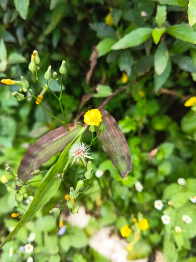 The image displays a close-up shot of a wild, untamed garden. In the foreground, a vivid yellow flower stands out, contrasted by a nearby white, dandelion-like seed head. Several other buds, both open and closed, dot the scene with yellow highlights. Deep green foliage and reddish-purple leaves create a dense backdrop, while a scattering of tiny white flowers further enlivens the garden floor. The overall impression is one of vibrant, natural growth.