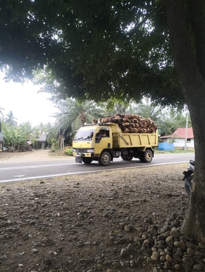 A yellow flatbed truck is driving on a paved road in a rural area. The truck is loaded with a large quantity of palm oil fruit. The road is lined with gravel and vegetation on both sides. In the background, there are houses, palm trees, and other foliage. A large tree trunk is in the foreground on the right side of the image, with its branches extending over the road. A portion of a motorcycle is visible next to the tree trunk. The sky is overcast. The scene appears to be in Teupinreusep, Indonesia, likely a location associated with palm oil cultivation.