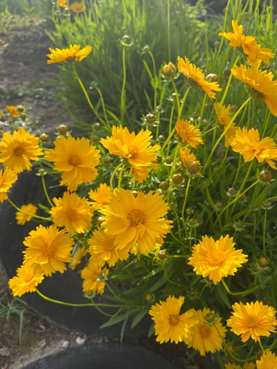 The image shows a cluster of yellow Coreopsis flowers in full bloom. The flowers have multiple layers of petals around a central disc. Some buds are also visible amongst the flowers. The flowers are likely in a garden setting. The location is not discernable from the image. The city of Piperkovo, Bulgaria is not discernable from the image.