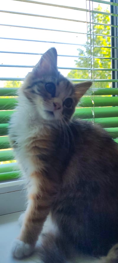 The image shows a fluffy, long-haired kitten with tabby markings and a white chest, sitting on a windowsill. The kitten is looking upwards and to its left, with its head tilted. Behind the kitten are green blinds, which are partially open, revealing blurry green foliage and a bright sky outside. The windowsill appears to be white. There are no people or other animals visible in the image. The location is identified as Малая Листовка, Russia, which is a rural settlement.