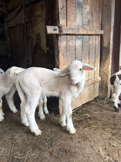 The scene, located in Dzhurovo, Bulgaria, depicts at least three lambs inside a rustic barn or stable. In the central foreground, a young, white-fleeced lamb stands, its head turned towards the viewer. It exhibits light pink ears and a pink snout. Its lower legs show dirt and yellowish staining. To its immediate left, a second white lamb is partially visible, facing away. To the right and further back, the hindquarters and legs of a third lamb, characterized by white and dark brown patchy fleece, are present. The background features weathered wooden structures: a partially closed wooden door on the right, secured by a metal chain wrapped around a horizontal beam, and an open wooden door on the left, revealing a dark interior with what appears to be hanging animal hides or fabric. The ground surface consists of compacted dirt interspersed with scattered straw and hay.