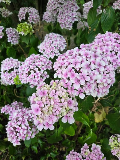 The image shows a close-up view of a cluster of pink and white hydrangeas in full bloom. The flowers are arranged in large, rounded clusters, with individual blossoms having multiple delicate petals. Some of the flowers are transitioning to a lighter shade or even a pale green, indicating different stages of bloom or potentially the effect of soil pH on the flower color. Dark green leaves provide a lush backdrop to the vibrant flowers. The scene appears to be outdoors, possibly in a garden or park, given the natural setting and the density of the foliage. There are no people or discernible objects other than the plant life. The lighting suggests it could be daytime, with natural light illuminating the flowers. The overall impression is one of natural beauty and the abundance of summer blooms. The location is identified as Doneztebe / Santesteban, Spain, which provides a geographical context for the flora. There is no visible text in the image.