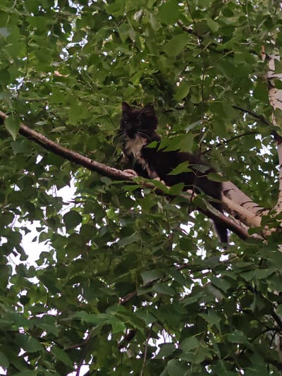 A black and white cat is perched on a tree branch in Nizhneye Myachkovo, Russia. The cat is looking towards the camera. The branch is thick and brown, with some white markings on it, possibly from a birch tree. The tree is covered in lush green leaves, which create a dappled effect of light and shadow. The background is a blur of green leaves and sky.