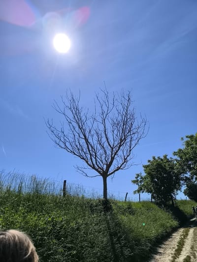 The photograph, taken in Chaponnay, France, depicts a rural scene under a bright, clear blue sky. A leafless tree stands prominently in the center of the frame atop a grassy hill. To the right, a green tree provides a contrast to the bare branches of the central tree. In the distance, a dirt path runs alongside the hill. A barbed wire fence is visible along the crest of the hill. The sun is positioned high in the sky. A portion of someone's head is visible in the lower left corner of the image.