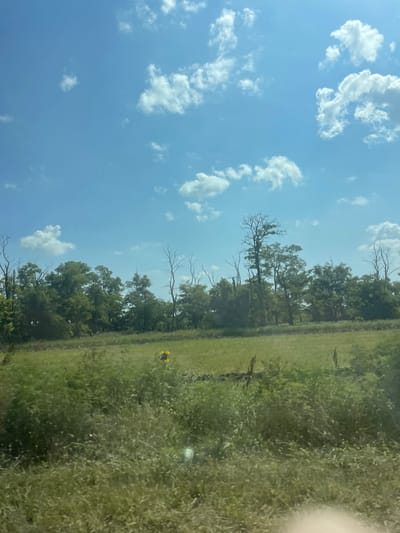 A landscape image captured from a moving vehicle shows a field with tall grass and a line of trees under a blue sky with scattered white clouds. A single sunflower is visible in the field to the left of center. The trees appear to be a mix of deciduous and bare, leafless trees. The image does not provide any information about the city of Bol'shoi Gok, Russia, or any specific details of people, actions, or interactions.