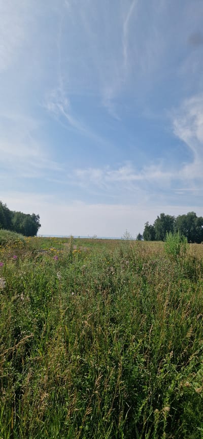 A vertical, medium-shot photograph captures a sunlit, grassy field with a distant body of water under a clear blue sky with wispy clouds. The foreground is dominated by tall, green grass and wildflowers, including purple thistles and yellow blossoms. A line of dense green trees borders the horizon on the left and right sides. A faint line of blue water is visible in the distance between the trees, possibly a lake or the sea. The scene appears to be a natural landscape in the city of Leninskoye, Russia.