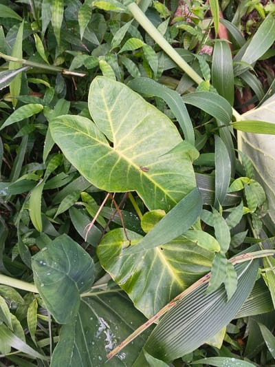 Lush green foliage fills the frame. Three heart-shaped leaves with prominent veins are central, exhibiting a yellow cast near their stems. Mixed with slender, blade-like grasses and bamboo stalks, the scene evokes a natural, overgrown setting. Water droplets are visible on some leaves. A small insect rests on the central leaf, providing a focal point amidst the varied textures and hues of green.