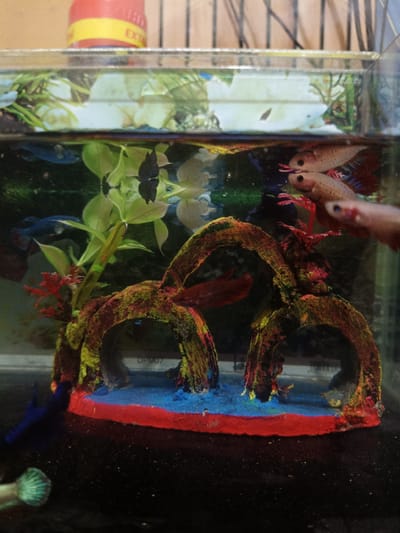 The image depicts an aquarium containing several small fish, likely Betta fish given their size and prominent fins. The aquarium is decorated with colorful, arch-shaped ornaments painted in red, yellow, and green, and artificial red and blue aquatic plants. In the background, there is a blurred image of what appears to be a bottle with red and yellow labeling. The water in the tank is clear, and the lighting suggests an indoor setting. The overall scene is a close-up view of a vibrant, artificial underwater environment designed for fish. There is no specific indication of the city of Cileungsi, Indonesia within the image itself.
