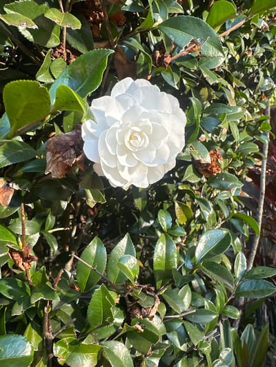 A close-up, vertical shot shows a fully bloomed white camellia flower set against a dense background of dark green, glossy leaves and branches. The flower, centered in the frame, features tightly packed, layered petals with a subtle gradient of shading from bright white at the center to softer tones on the outer petals. Some brown, dried leaves are interspersed within the foliage, adding texture and contrast. The lighting suggests a bright, sunny day, casting shadows and highlighting the sheen on the leaves. The setting appears to be a garden or hedge, possibly in Bellingen, Australia, given the lush greenery. No people are present in the image.
