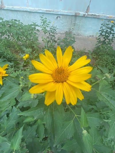 A close-up shot of a large, vibrant yellow flower dominates the frame. Its petals are broad and slightly pointed, radiating outwards from a textured, golden-brown center. The flower is in focus, with the background slightly blurred, highlighting its beauty. Surrounding the main subject are lush green leaves, some large and veined, others smaller and more delicate. Several smaller yellow flowers are also visible in the background, scattered amongst the greenery.
To the left of the image, a light blue wall with visible cracks and peeling paint provides a stark contrast to the natural elements. The wall appears weathered, suggesting an outdoor setting. The ground beneath the plants appears to be a mix of dirt and possibly concrete or gravel, with some areas showing moisture.
The overall impression is of a natural, possibly garden or yard setting. The bright yellow of the flowers and the rich green of the foliage suggest a sunny day, likely during the warmer months. The image is oriented vertically, with the wall on the left and the flowers and foliage filling the rest of the frame. There is no visible text or discernible activity or event taking place, other than the passive existence of the plants. The image conveys a sense of natural beauty and tranquility.