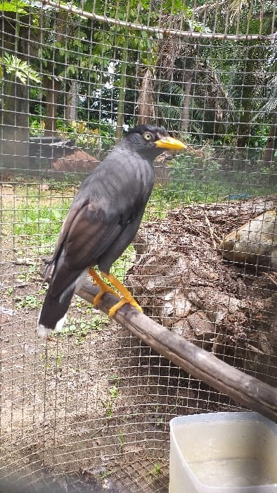 A single dark-plumaged bird, identified as a Myna (likely a Greater Hill Myna, *Gracula religiosa*), is the primary subject. The bird exhibits glossy black feathers, a bright yellow conical beak, and bright yellow legs and feet. A prominent yellow fleshy wattle is visible, originating below its right eye and extending towards the back of its head. White tips are present on some tail feathers. The Myna is perched horizontally on a natural, unstripped wooden branch inside a square-grid wire mesh cage. It faces towards the right of the frame, with its head slightly turned towards the viewer. Below the perch, in the bottom right corner of the cage, a translucent plastic container filled with clear liquid, presumed to be water, is present. The ground inside the cage consists of dirt with sparse green vegetation. To the right, within the cage, there is a substantial pile of dark, fibrous organic material, possibly dried palm debris. Beyond the wire mesh, the background reveals dense, lush tropical foliage, including large green leaves and palm fronds, indicating an outdoor, verdant environment. The scene is illuminated by natural daylight. This location is identified as Serdang, Indonesia.