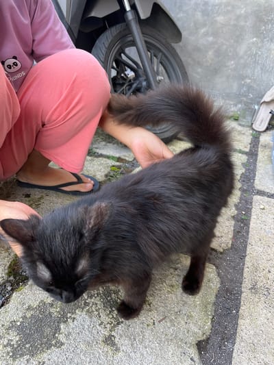 In the city of Jambearum, Indonesia, a black cat with long fur stands on a stone pathway near a person in pink sweatpants and a pink shirt with a panda graphic. The cat's tail is curved upwards, and a hand is touching its back. A motorcycle is visible in the background, along with a gray wall and a pair of flip-flops. The environment suggests an outdoor setting, possibly a yard or alleyway, with some debris and moss on the ground. The lighting indicates daytime.