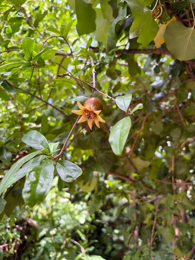 An unripened pomegranate fruit, approximately two inches in diameter, hangs from a thin, brown stem amongst lush green foliage. The fruit is a reddish-brown hue and has prominent yellow-orange sepals, giving it a star-like appearance. Several green leaves, some oval-shaped and others more rounded, surround the fruit. The background is a blur of more green leaves and branches, suggesting a natural outdoor setting. There are no people or specific landmarks visible in the image that would indicate a precise location within Anna, Spain.