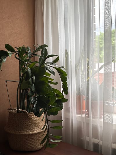 The image depicts an indoor scene with a large, leafy green plant in a woven basket in the foreground. The plant has thick stems and dark green, oval-shaped leaves. Behind the plant, sheer white curtains hang vertically, partially obscuring a window. Through the curtains, two potted plants, appearing to be snake plants, are visible on a windowsill. The wall to the left of the plant is a textured, light brown color. The scene appears to be a domestic interior. The location provided, Tikhiye Zori, Russia, is a residential area. The image is taken from a medium-low angle, focusing on the plants and the interplay of light and shadow. There are no people or animals present in the image.