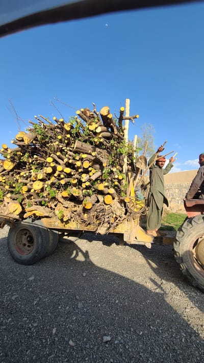 The image shows a man standing atop a trailer loaded with freshly cut tree branches and logs. The logs are primarily yellow with some green foliage mixed in. The man is wearing a long green robe and a head covering, and he is holding two sticks up in the air. Another person is partially visible standing near the large tractor tire in the top right corner. The trailer is attached to a tractor, and the scene is set on a paved road with a building visible in the background. The photograph appears to have been taken in the city of Qila Saifullah, Pakistan. The sky is clear and blue.