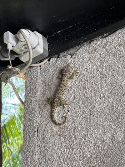 A tokay gecko clings to a roughly textured, light-colored wall in Gubug, Indonesia. The gecko displays distinctive orange spots on its mottled grey-green body. To the left of the gecko is a black painted surface with electrical outlets and connected wires. Below the wall, glimpses of greenery suggest an outdoor environment.