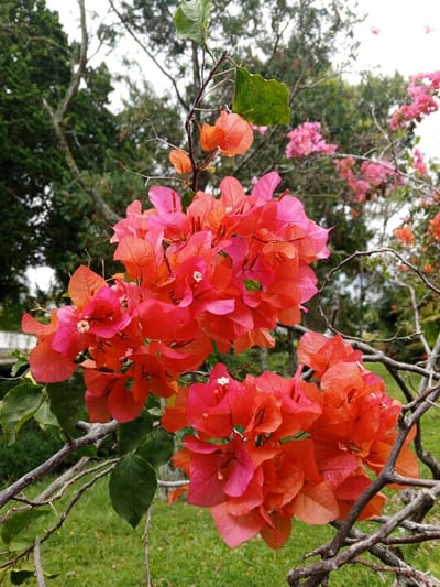 A close-up, vertical photograph displays a cluster of bougainvillea flowers in Weinten, Liberia. The primary subject is a dense group of red-orange and magenta bracts, with small white florets visible within some clusters, situated on thorny, brown branches with interspersed green leaves. The background is rendered out of focus, revealing darker green tree foliage, faint lighter pink floral clusters in the upper right, and green grassy areas below. The scene is illuminated by natural, diffuse light.